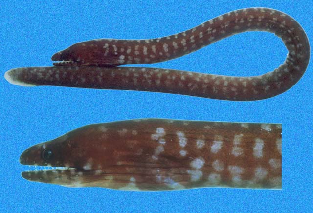 Uropterygius versutus Bussing, 1991